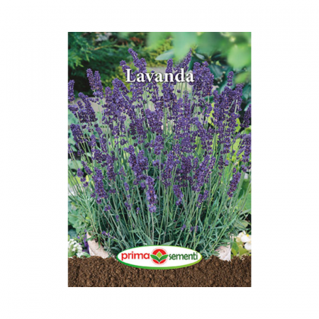Seminte flori - Seminte Flori Lavanda 0.3 g