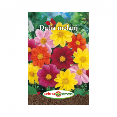 Seminte flori - Seminte flori Dalia melanj
