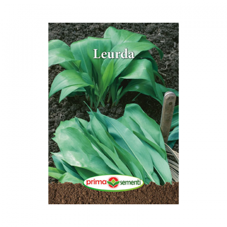 Seminte aromatice - Seminte Leurda