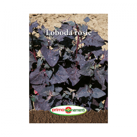 Seminte aromatice - Seminte Loboda rosie