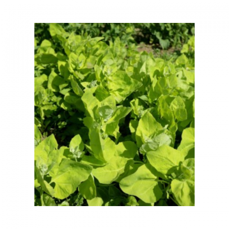 Seminte aromatice - Seminte Loboda verde