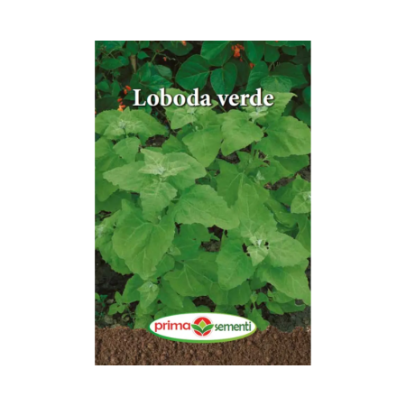 Seminte frunzoase - Seminte Loboda verde