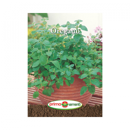 Seminte aromatice - Seminte Oregano