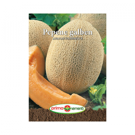 Seminte - Seminte Pepene galben Ananas D'Amerique