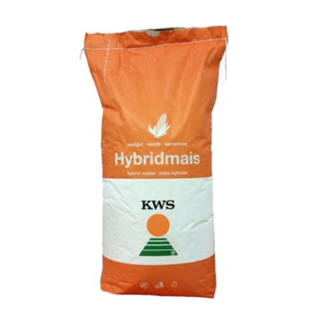 Seminte porumb - Seminte Porumb Kashmir 50.000 de boabe