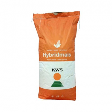 Seminte porumb - Seminte Porumb Oltenio 50.000 de boabe