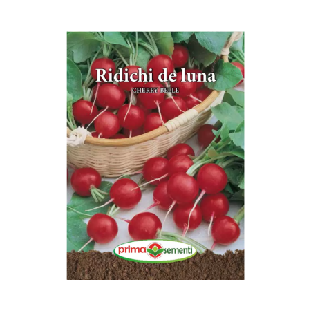 Seminte radacinoase - Seminte Ridichi de luna Cherry Belle