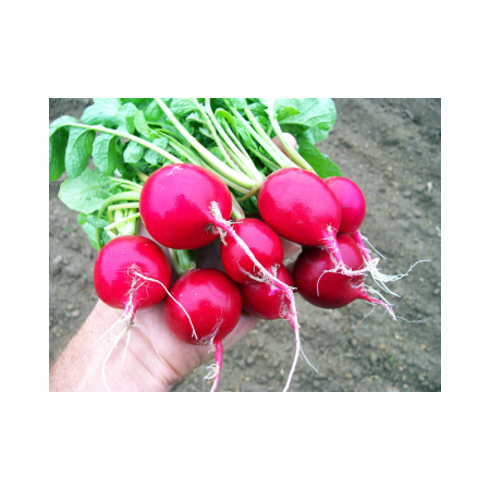 Seminte radacinoase - Seminte Ridichi de luna Cherry Belle