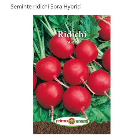Seminte - Seminte ridichi Sora Hybrid