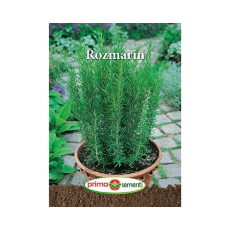 Seminte rozmarin - Seminte rozmarin