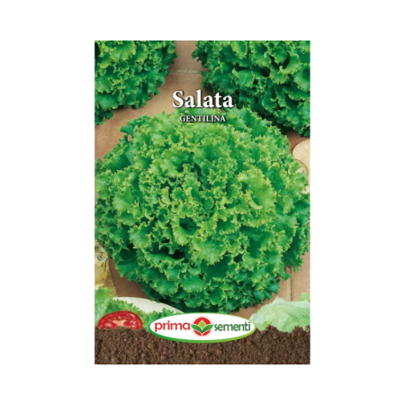 Seminte frunzoase - Seminte Salata Gentilina