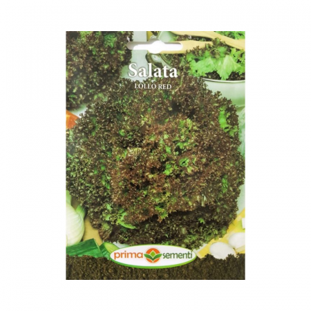 Seminte - Seminte Salata Lollo Red
