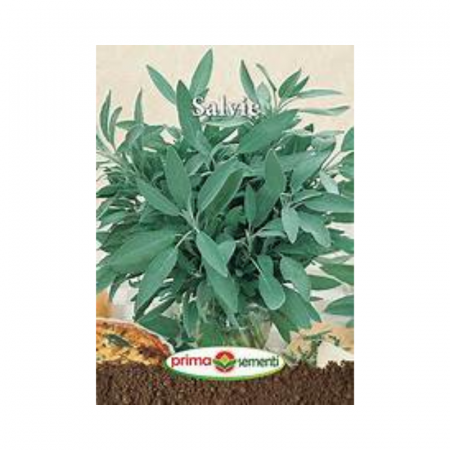 Seminte aromatice - Seminte Salvie