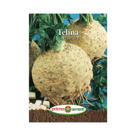 Seminte aromatice - Seminte Telina Giant Prague