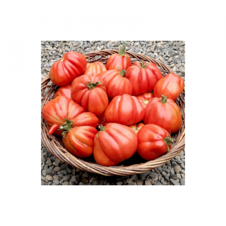 Seminte - Seminte Tomate Pearson Sel D'albenga
