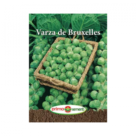 Seminte frunzoase - Seminte Varza de Bruxelles