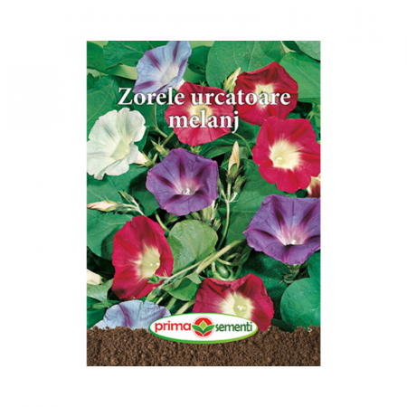 Seminte flori - Seminte Zorele urcatoare melanj
