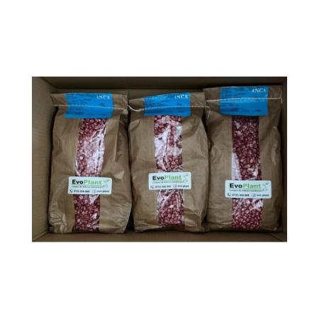 Seminte - Semite Porumb 5000 de seminte 2 kg