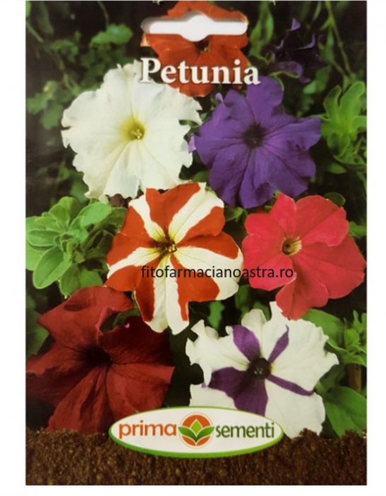 Petunia [1]