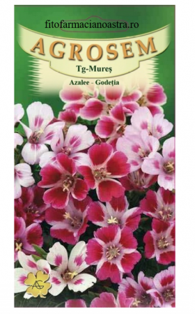 Produse - Azaleea Godetia