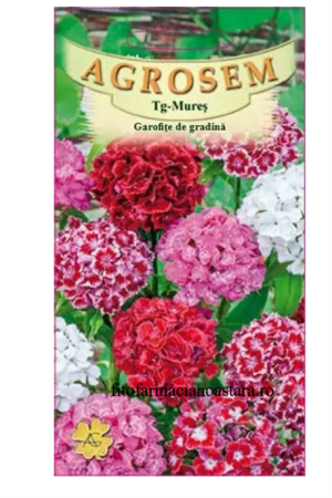 Produse - Garofite de gradina