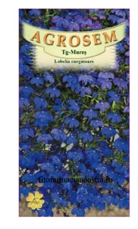 Produse - Lobelia curgătoare