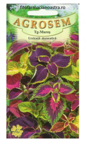 Produse - Urzica decorativa
