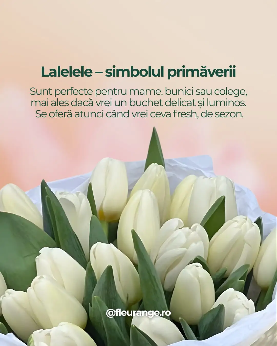 Buchet lalele albe proaspete — flori de sezon martie Fleurange Baia Mare