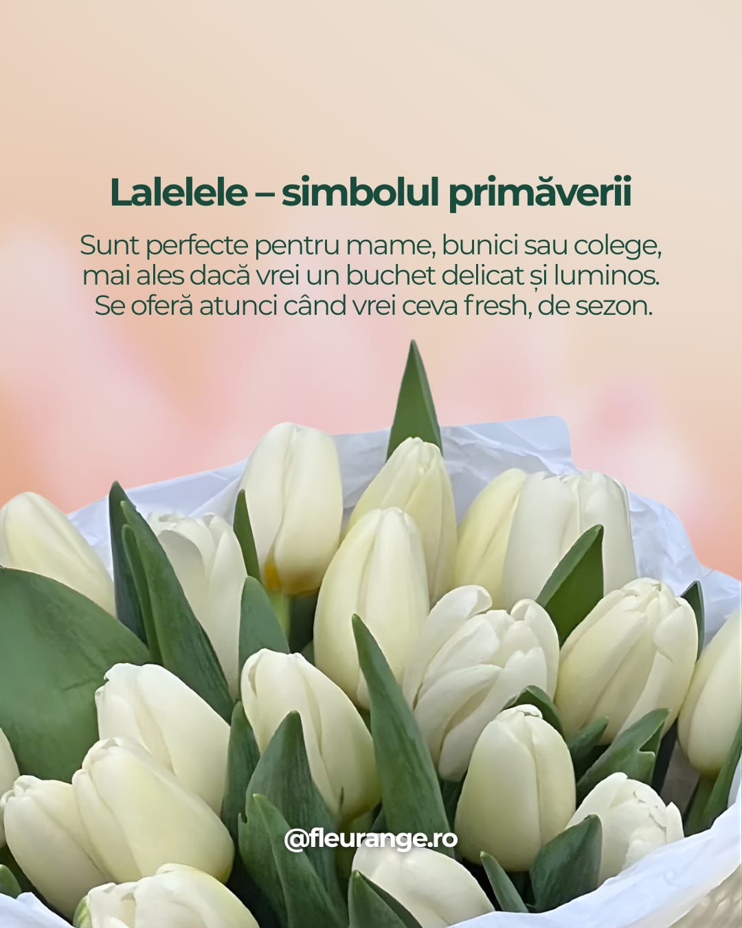 Buchet lalele albe proaspete - flori de 8 Martie Fleurange Baia Mare