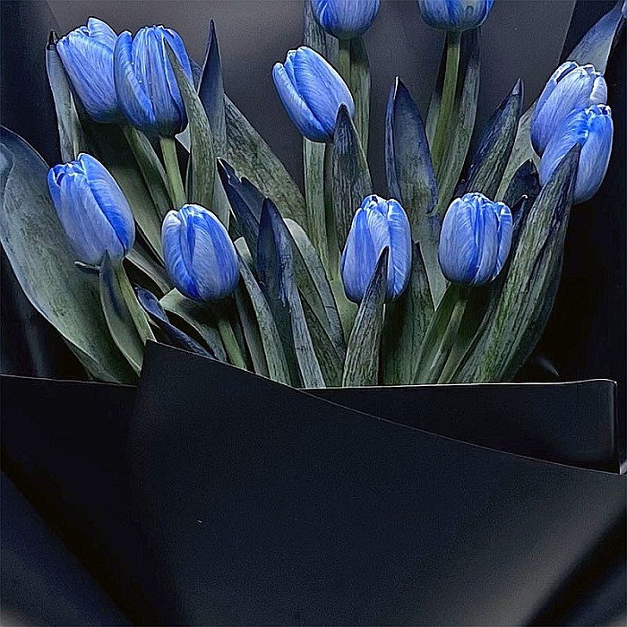 Buchet din 11 Lalele albastre [2]