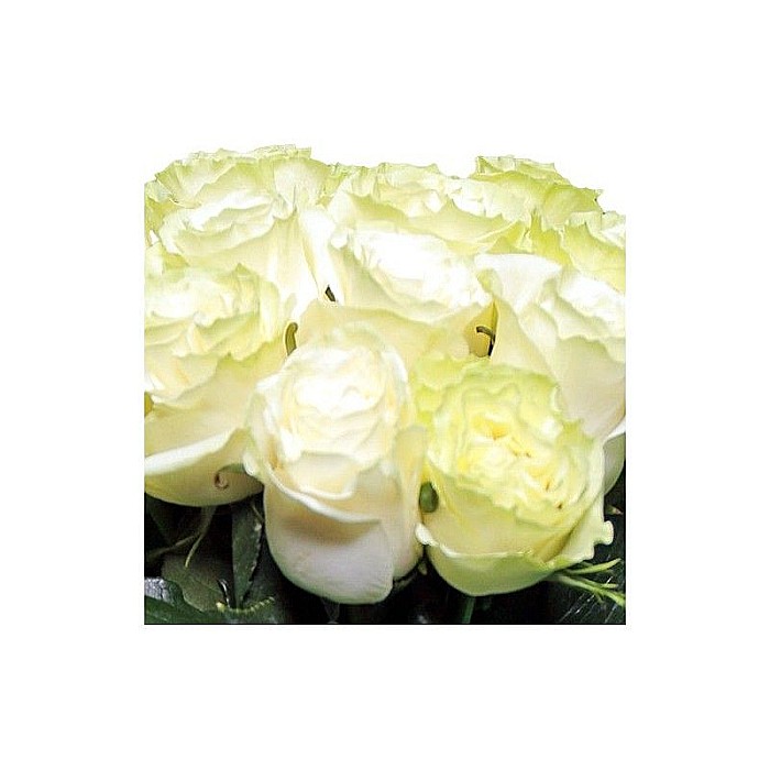 Buchet 15 Trandafiri Albi – Eleganță și Puritate într-un Gest Special [2]