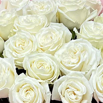 Buchet 25 Trandafiri Albi – Puritate și Eleganță – Fleurange.ro [2]