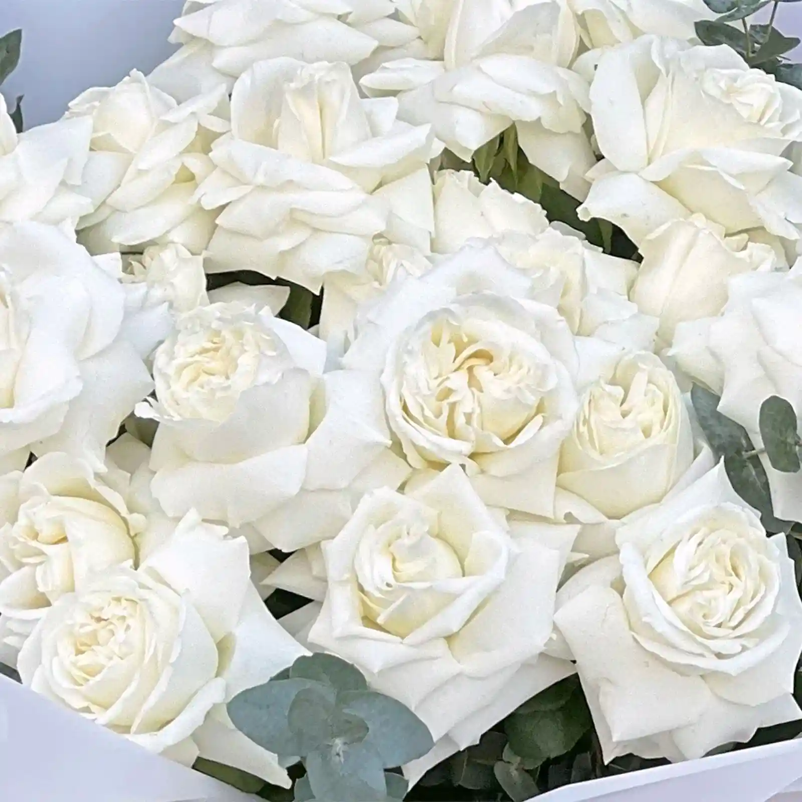Buchet 30 Trandafiri Albi – Trandafiri Albi și Eucalipt, Fleurange Baia Mare [3]