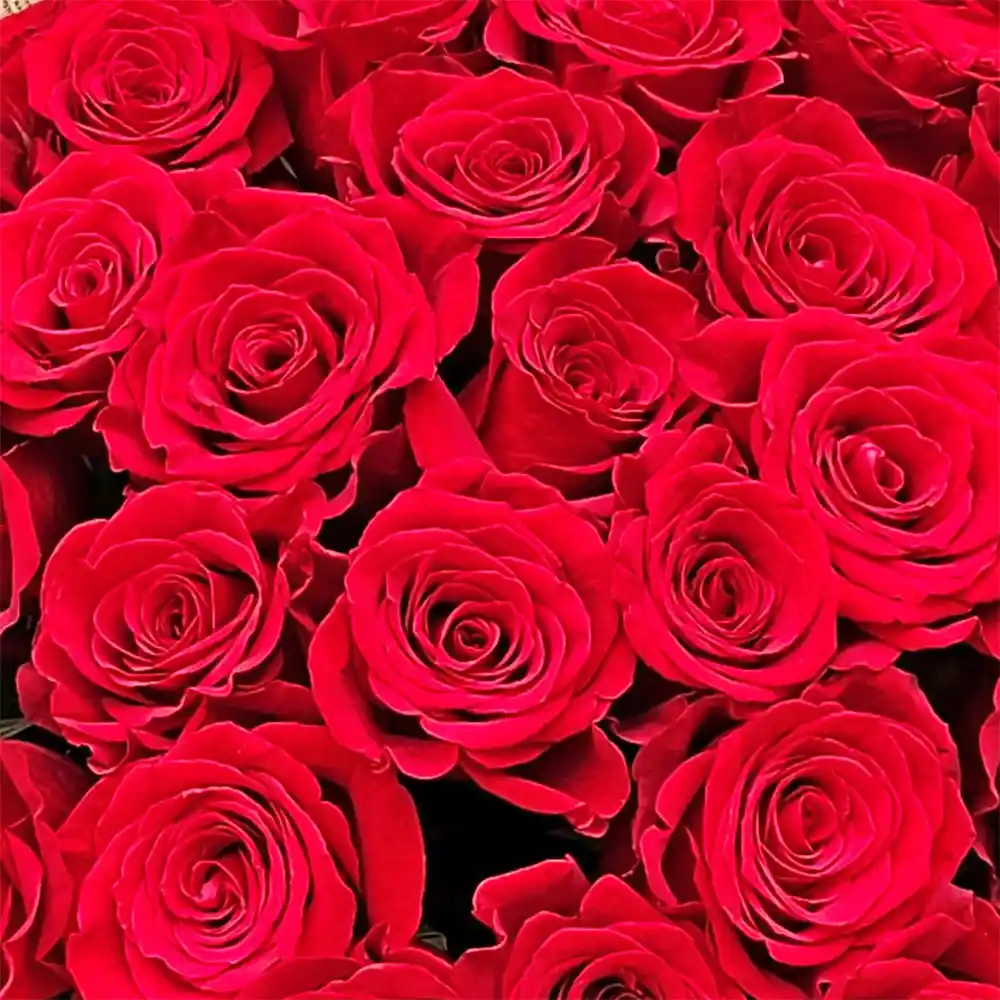 Buchet 33 Trandafiri – trandafiri rosii cu fundita iuta, Fleurange Baia Mare [2]