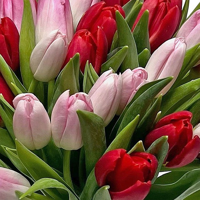 Buchet de 35 Lalele [2]