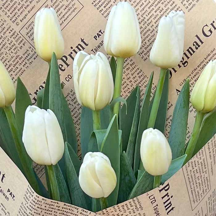 Buchet 9 Lalele Albe [2]