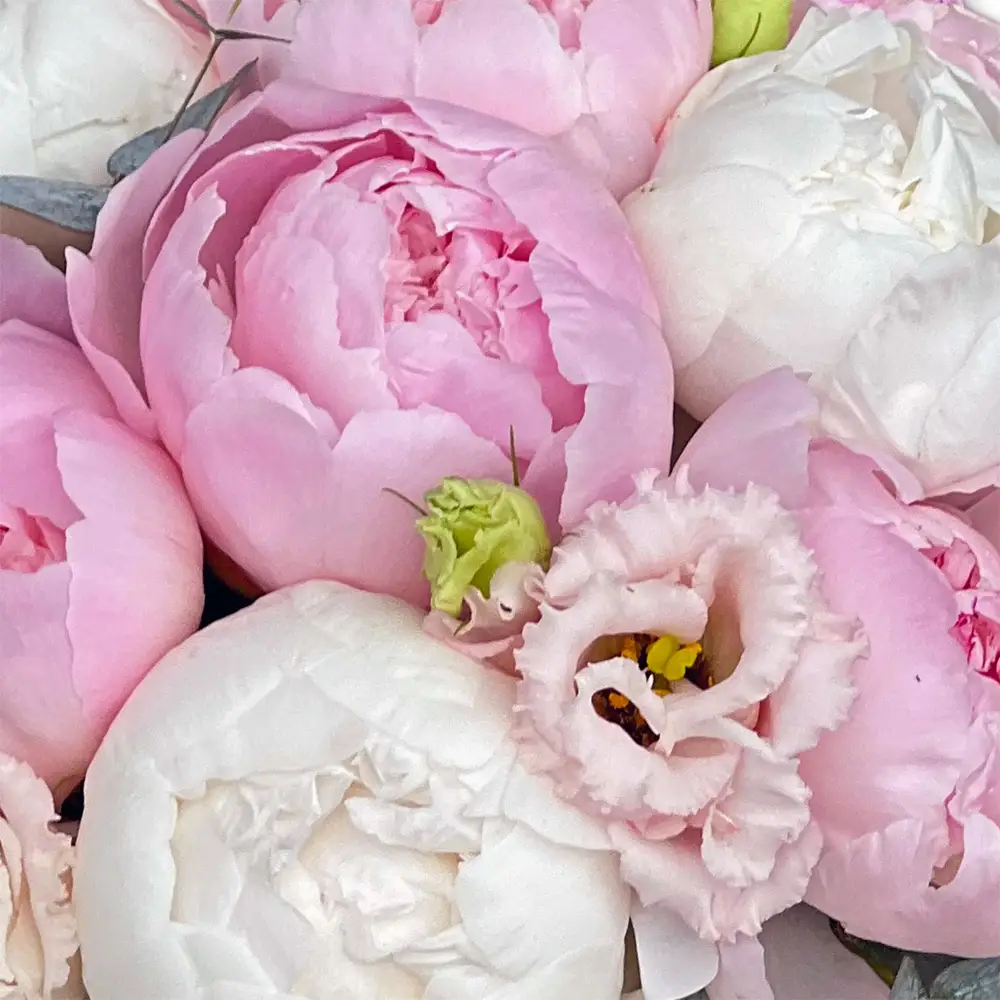 The Peony Box – 11 Bujori Roz în Cutie Catifea, Fleurange Baia Mare [2]