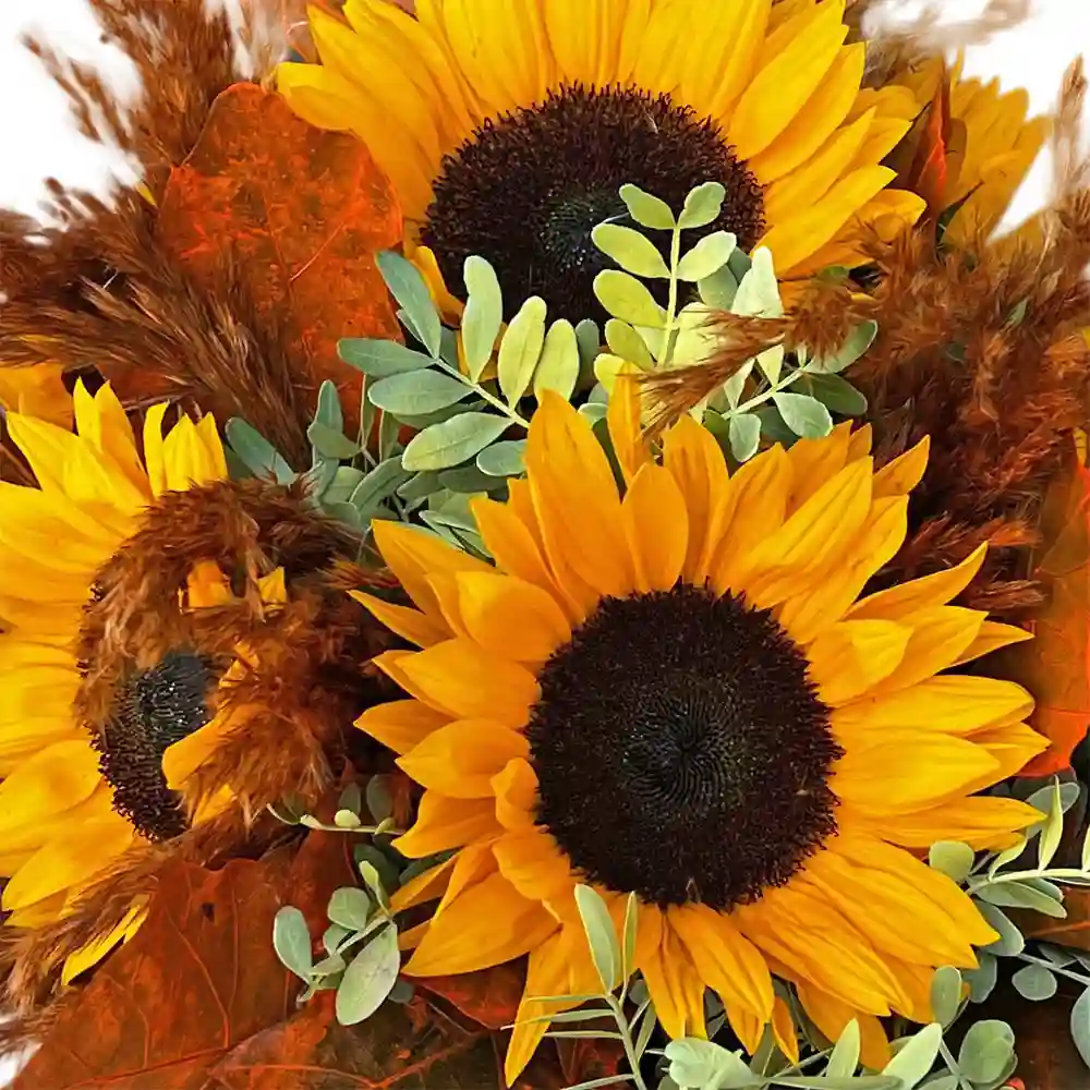 Aranjament cu 7 flori de floarea-soarelui in cutie catifea – Fleurange Baia Mare [1]