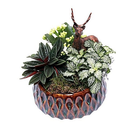 Aranjamente Plante - Aranjament cu cerb si plante naturale