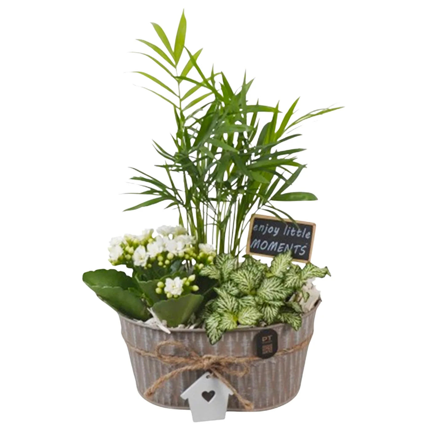 Aranjamente Florale - Aranjament de plante cu palmier de interior si Kalanchoe – kalanchoe fittonia chamaedorea, Fleurange Baia Mare