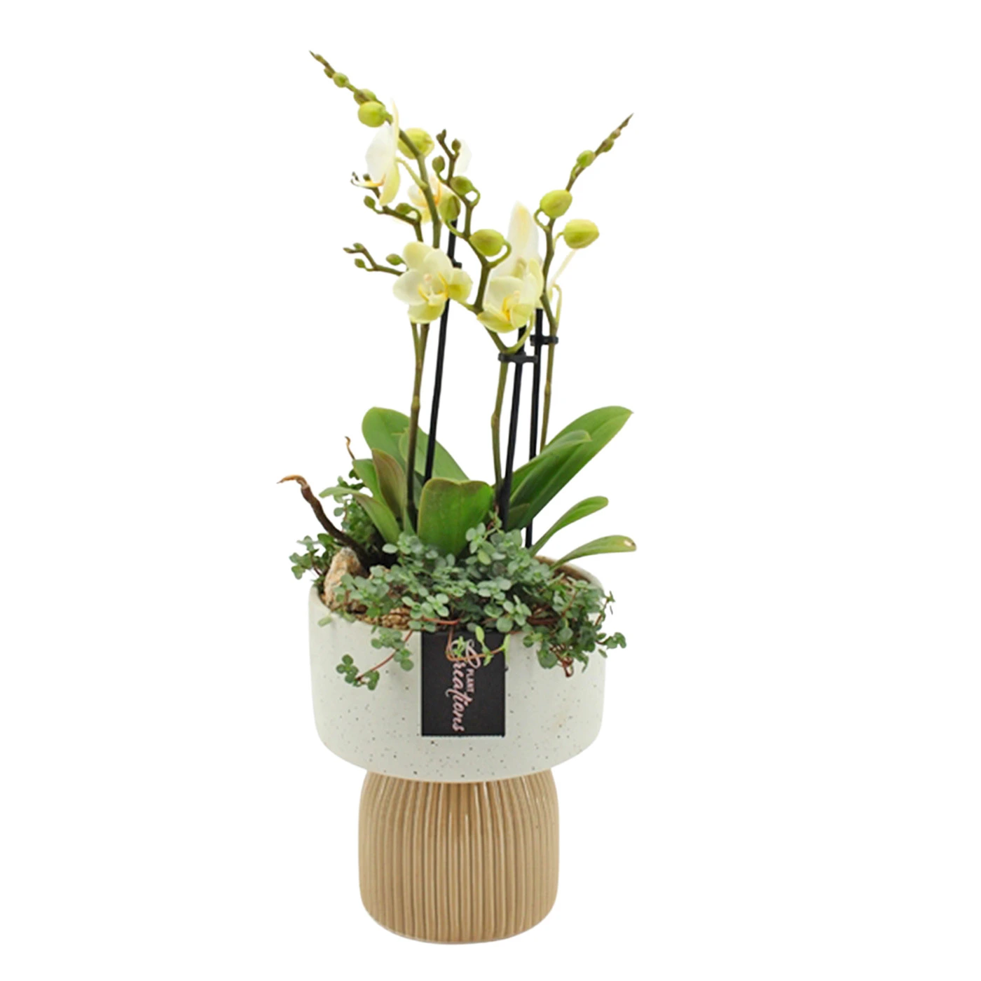 Aranjamente Florale - Orhidee Phalaenopsis ghiveci ceramic ornamental – planta interior, Fleurange Baia Mare