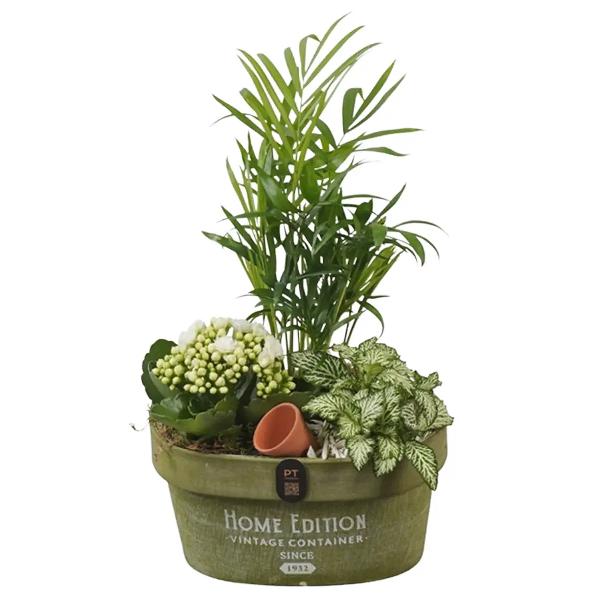 Aranjamente Plante in Baia Mare - Aranjament Oval cu Chamaedorea - kalanchoe alba si fittonia in vas de lemn, Fleurange Baia Mare