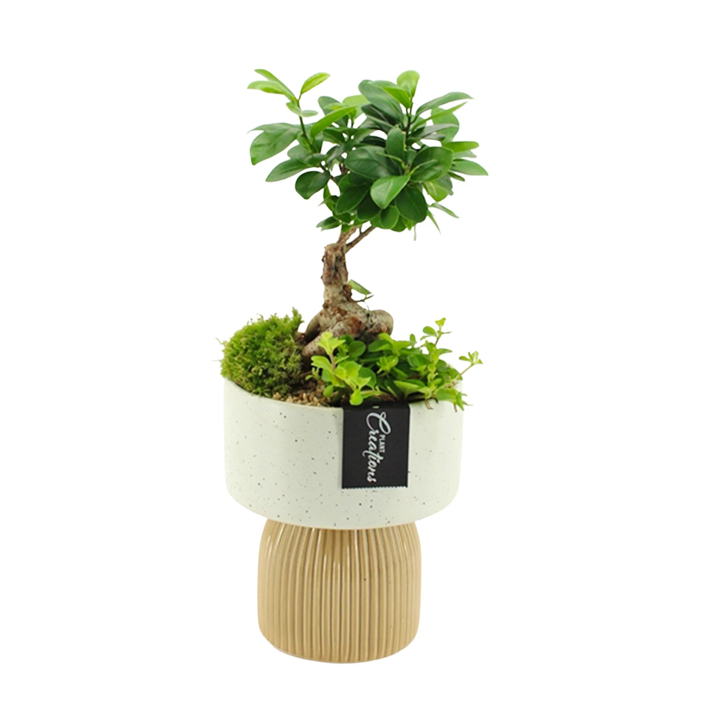 Aranjamente Florale - Ficus Ginseng bonsai planta interior – radacini aeriene ghiveci ceramic, Fleurange Baia Mare