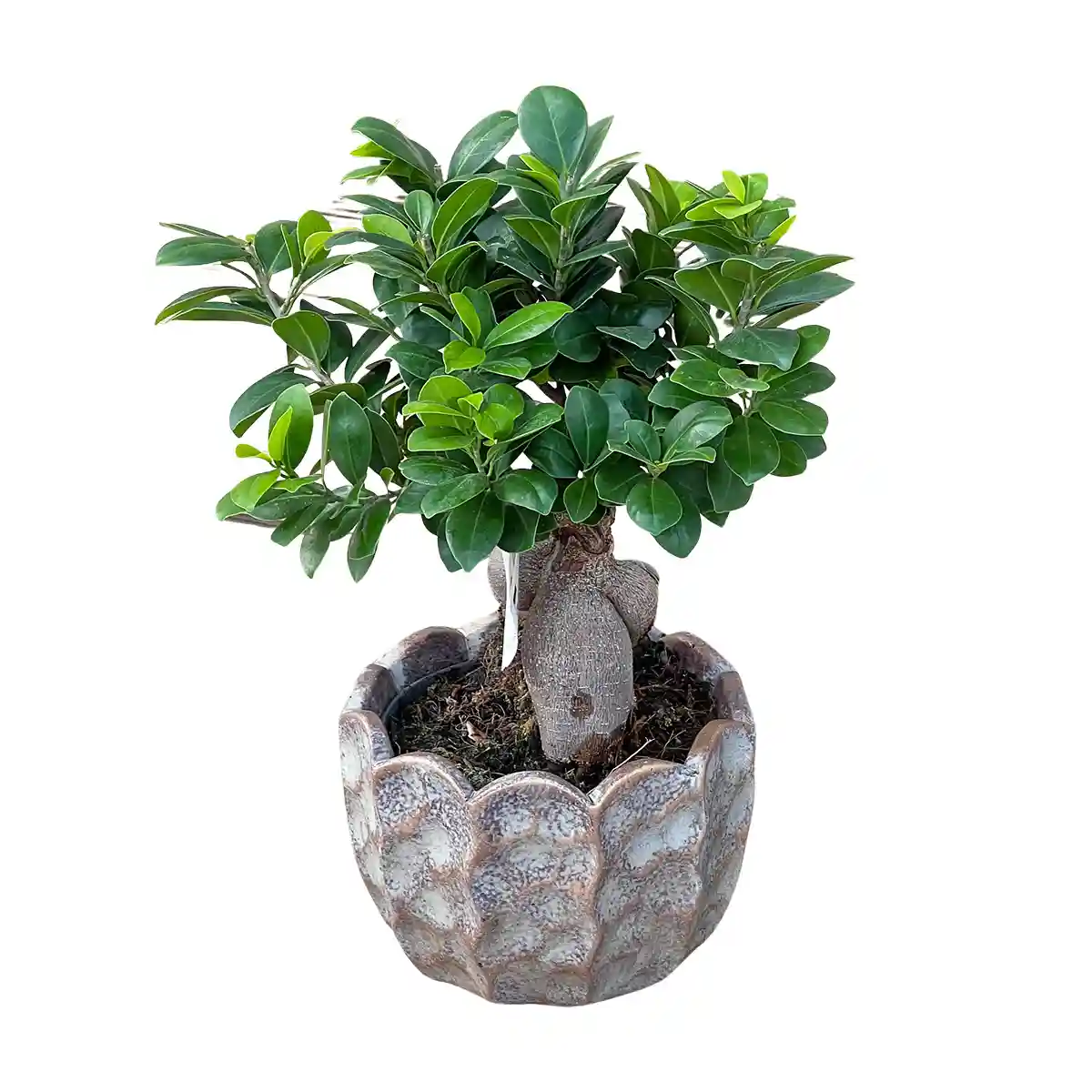 Aranjamente Plante in Baia Mare - Ficus Ginseng planta interior ghiveci ceramic 18 cm — radacini aeriene bulboase, Fleurange Baia Mare