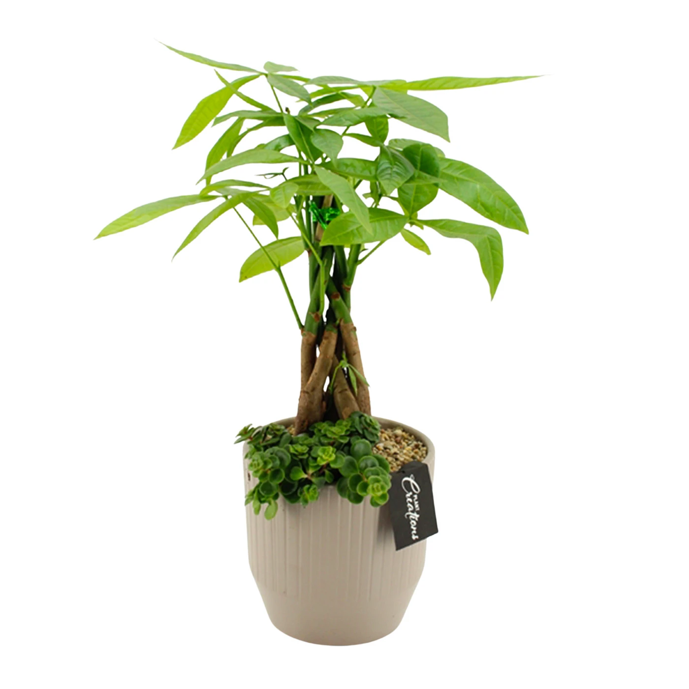 Aranjamente Florale - Pachira Aquatica planta interior – trunchi impletit ghiveci ceramic, Fleurange Baia Mare