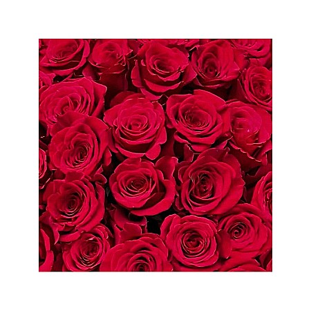 Buchet 101 Trandafiri Roșii 70cm – Declarație Impresionantă de Dragoste [1]