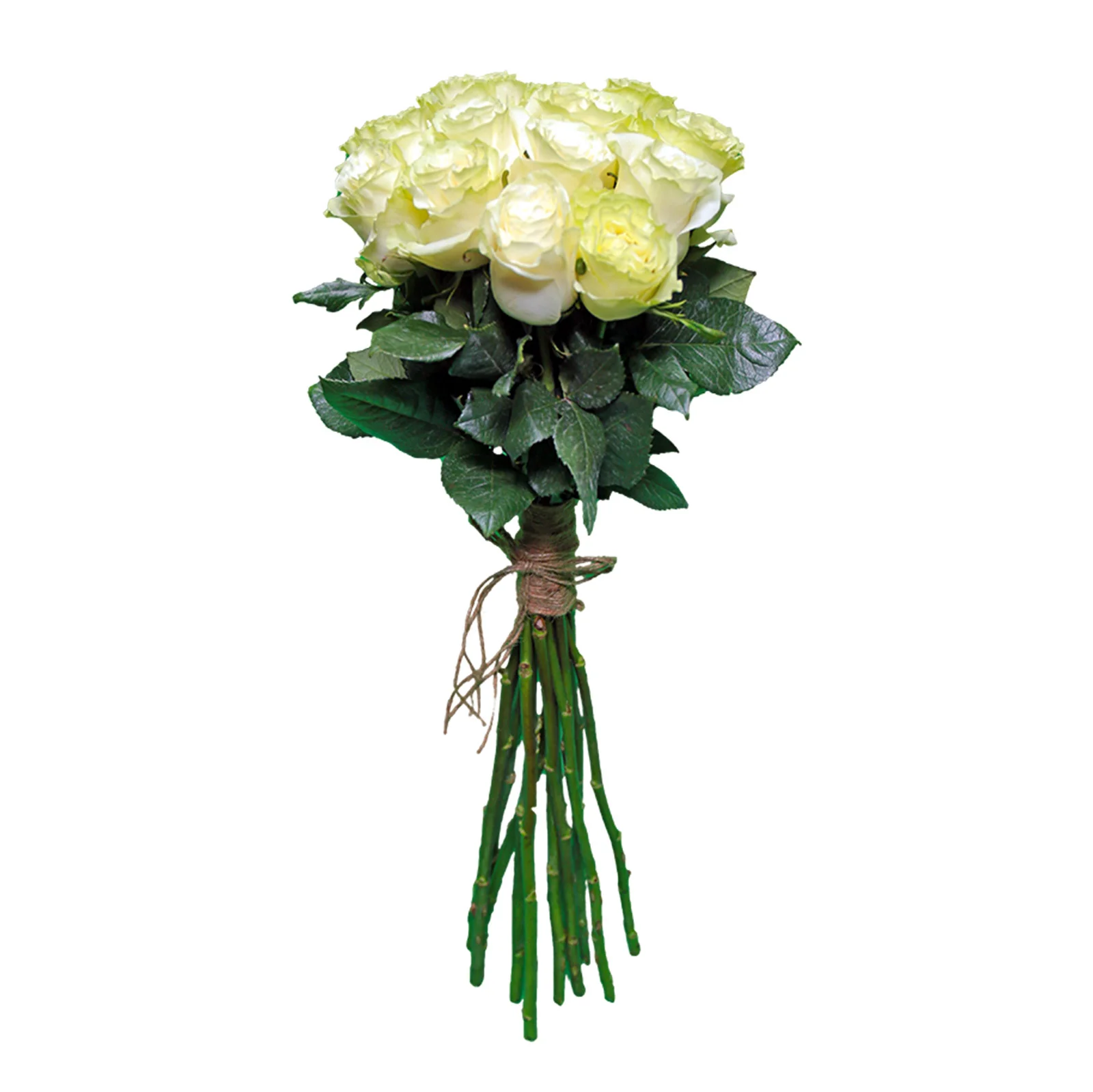 Buchet 15 Trandafiri Albi – trandafiri albi legati cu sfoara, Fleurange Baia Mare