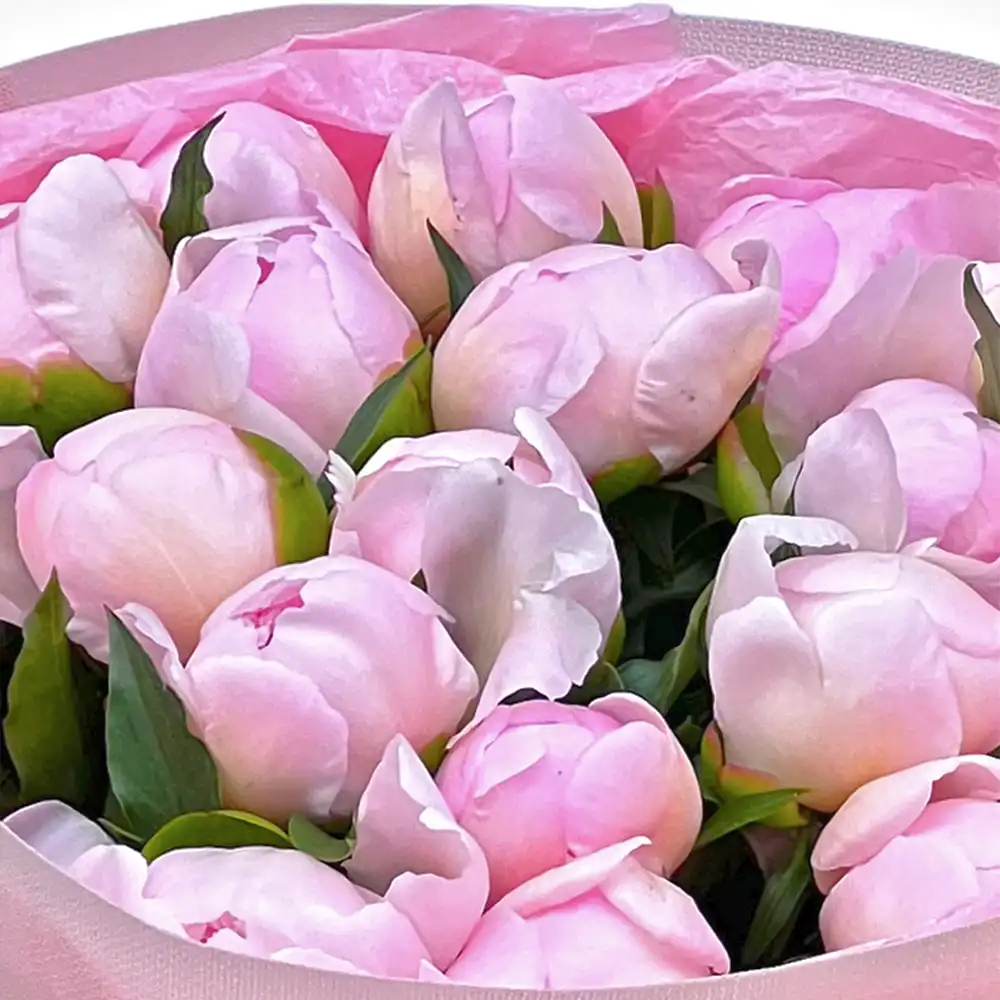 Buchet 17 Bujori Roz – bujori roz și pistacia, Fleurange Baia Mare [1]
