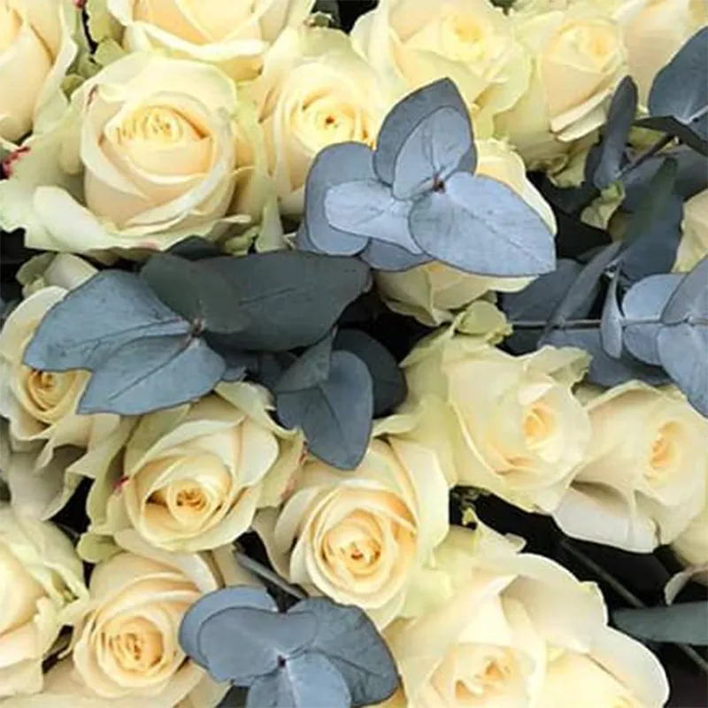 Buchet 35 Trandafiri Albi – trandafiri albi cu eucalipt, Fleurange Baia Mare [1]