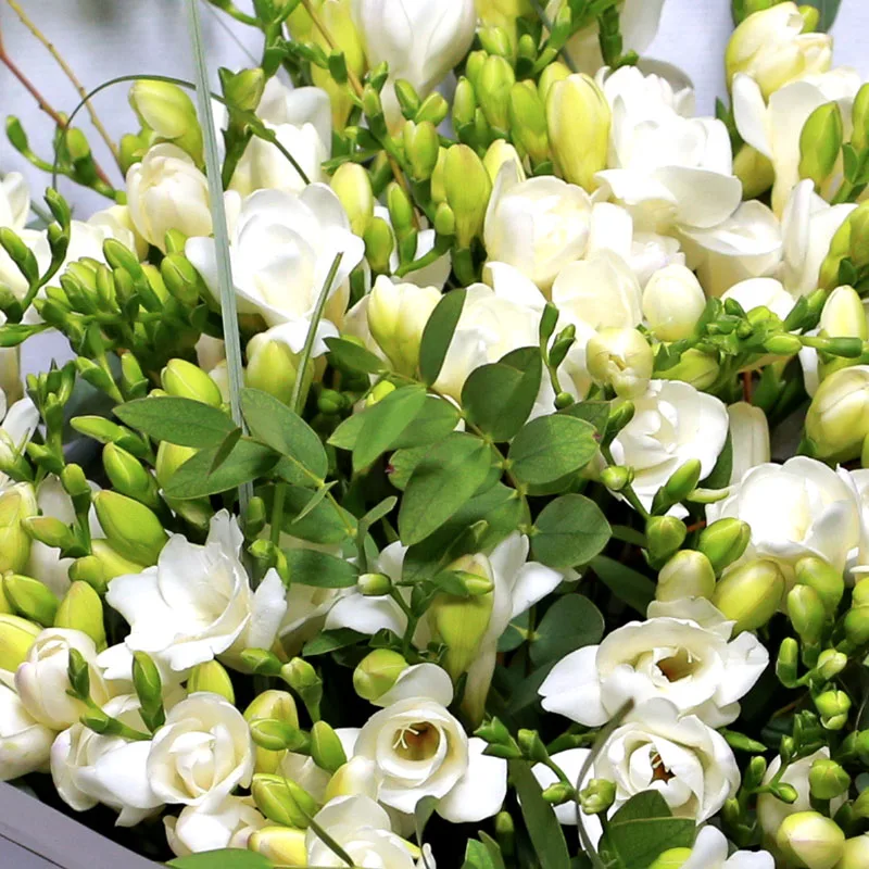 Buchet 40 Frezii Parfumate – Florarie Fleurange Baia Mare [1]